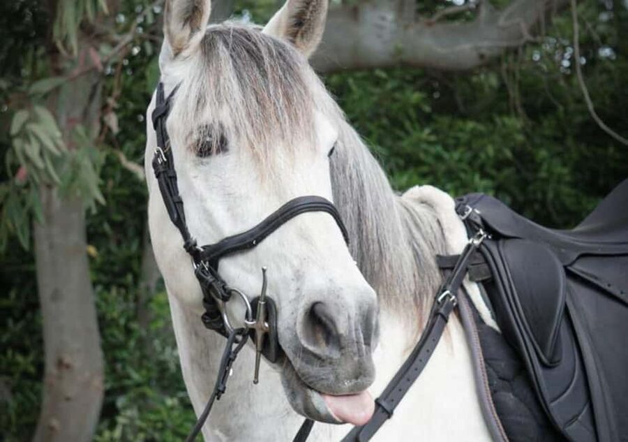 From Pompeii: Mount Vesuvius Horseback Riding Tour - Key Points Worth Knowing Before You Go
