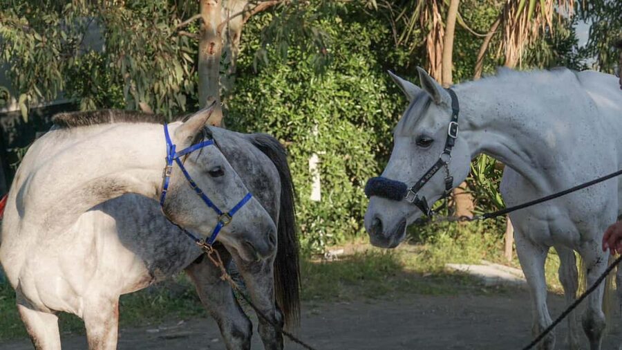 From Pompeii: Mount Vesuvius Horseback Riding Tour - Small Training and Guided Riding That Fits Different Levels