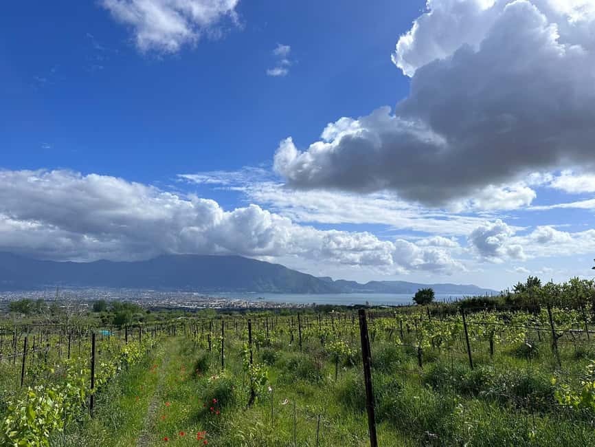 From Pompeii: Mount Vesuvius Horseback Riding Tour - Pompeii to the Mount Vesuvius Area by Van