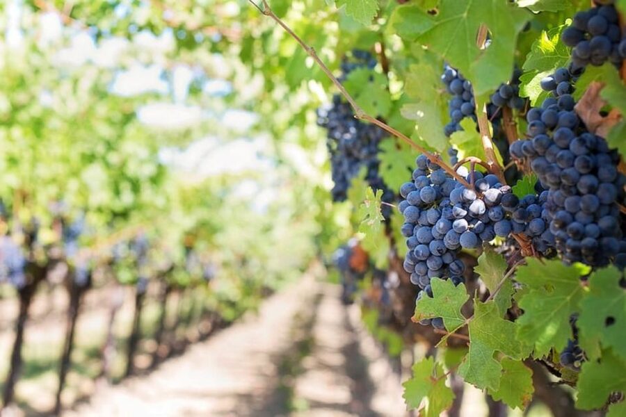 From Sorrento: Skip-the-Line Pompeii Tour and Vineyard Lunch - The lunch + wine: what the experience really is