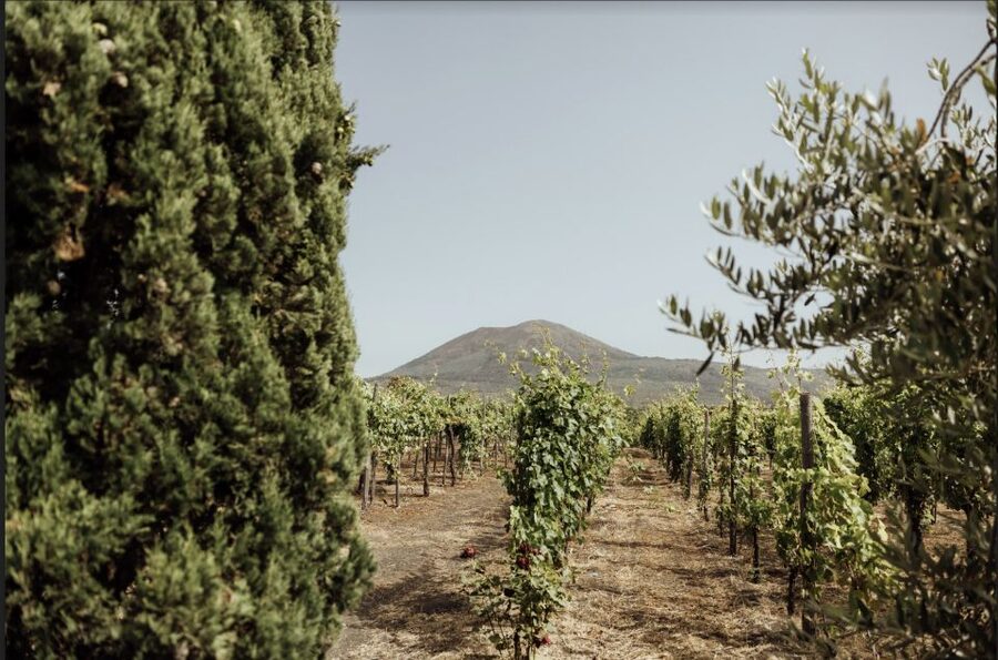 Mount Vesuvius: Vineyard Tour with Wine Tasting and Lunch - Vineyard and winery tour: learning fast without feeling rushed