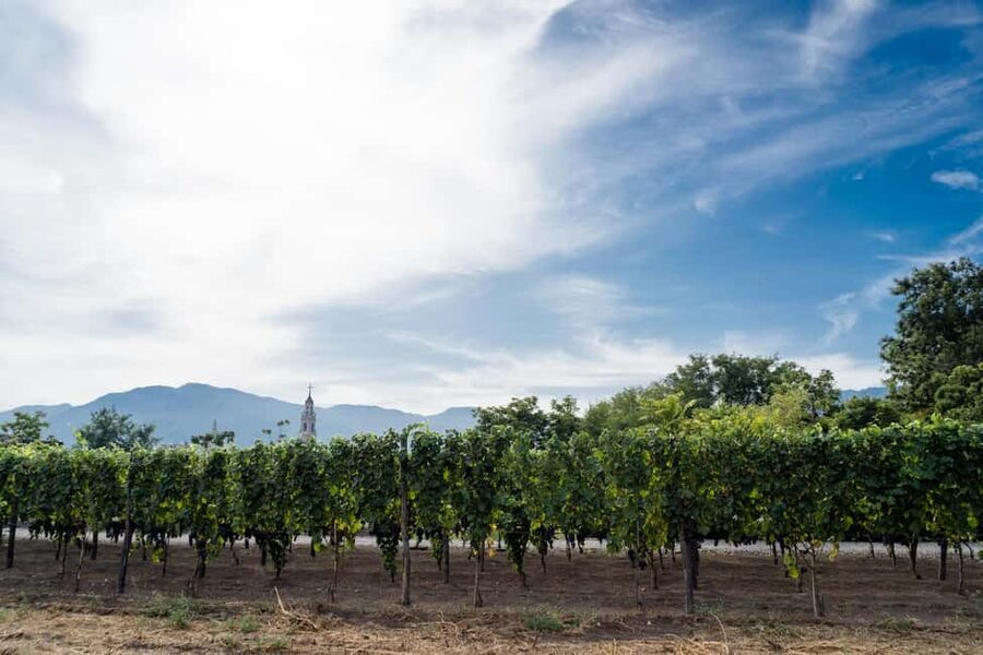 Mount Vesuvius Wine Tasting and Lunch from Pompeii - The vine tour among old vines: what you actually learn