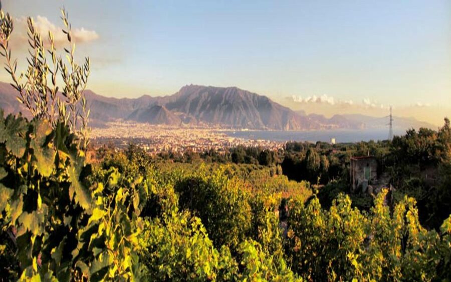 Mount Vesuvius Wine Tasting and Lunch from Pompeii - The Mount Vesuvius winery setting and the view break