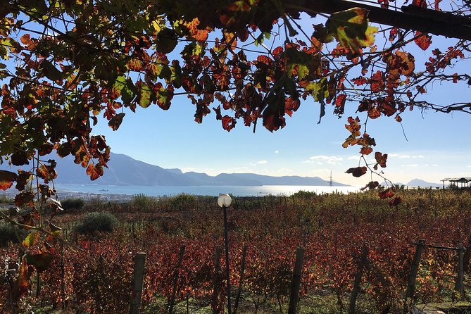 Mt. Vesuvius Wine Tasting and Lunch Experience from Pompeii - Key things I’d center on before you book