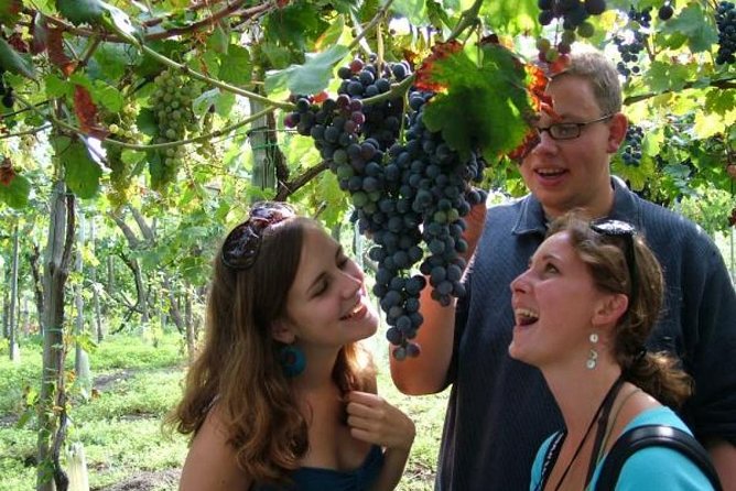 Mt. Vesuvius Wine Tasting and Lunch Experience from Pompeii - The View Factor: Gulf of Naples Scenery and Season-Proof Walking