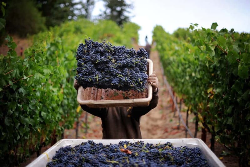 Pompeii: Archeological Tour & Wine Tasting at Mt. Vesuvius - Why This Pompeii and Vesuvius Combo Makes Sense in One Day