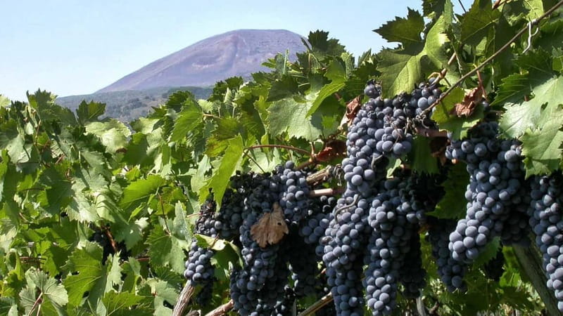 Pompeii: Archeological Tour & Wine Tasting at Mt. Vesuvius - Pompeii’s Main Street Route: Forum, Temples, and the Decumanus Major