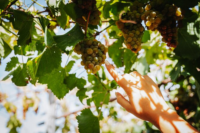 Pompeii Guided Tour & Lunch with Superior Wine Tasting - Trecase Wine Tasting: Views, Glasses, and Local Wines