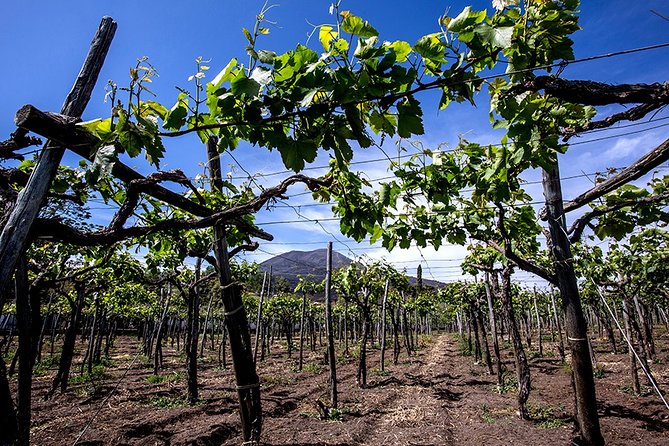 Pompeii Small Group Tour & Food/Wine tasting at Mt. Vesuvius - Pompeii in 5 hours: what this small-group tour really gives you