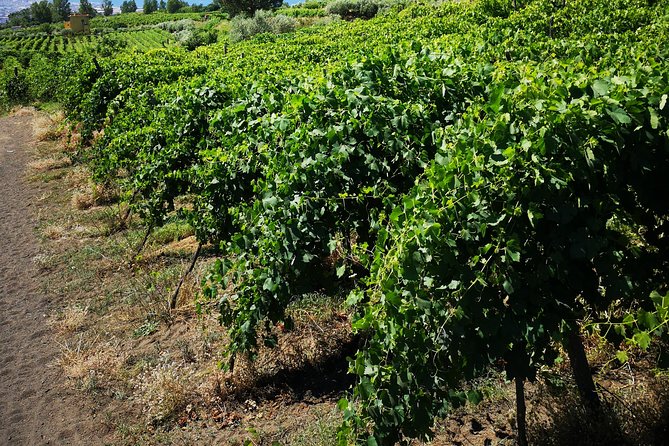Pompeii Tour & Lunch with Wine Tasting Experience - Who this tour fits best (and who might want a different plan)