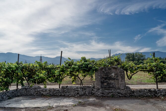 Pompeii Vineyard Escape: Private Wine Tasting & Lunch - What I’d watch for: walking, pacing, and wine-buying pressure