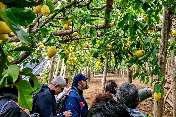 Private Tour: The Path of the Lemons - Key Things I’d Plan Around