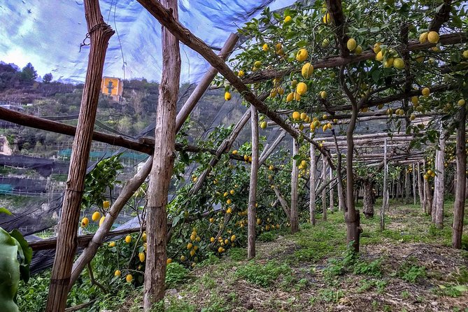 Private Tour: The Path of the Lemons - Arriving in Maiori, Then Timing Your Energy