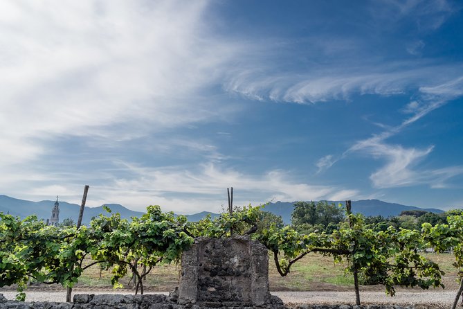 Seafood Lunch & Wine Tasting with Scenic Golf Cart Tour - The Golf Cart Ride: Comfortable Distance, Better Stories