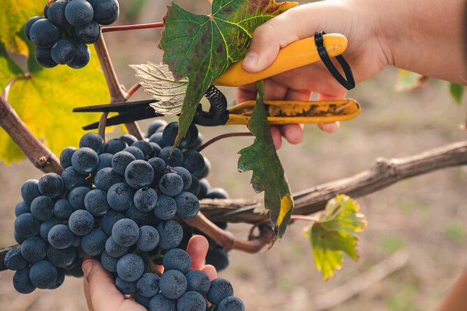Wine Tasting and Winery Tour in Vesuvio National Park with Lunch - Volcanic wine in the Vesuvius UNESCO Biosphere